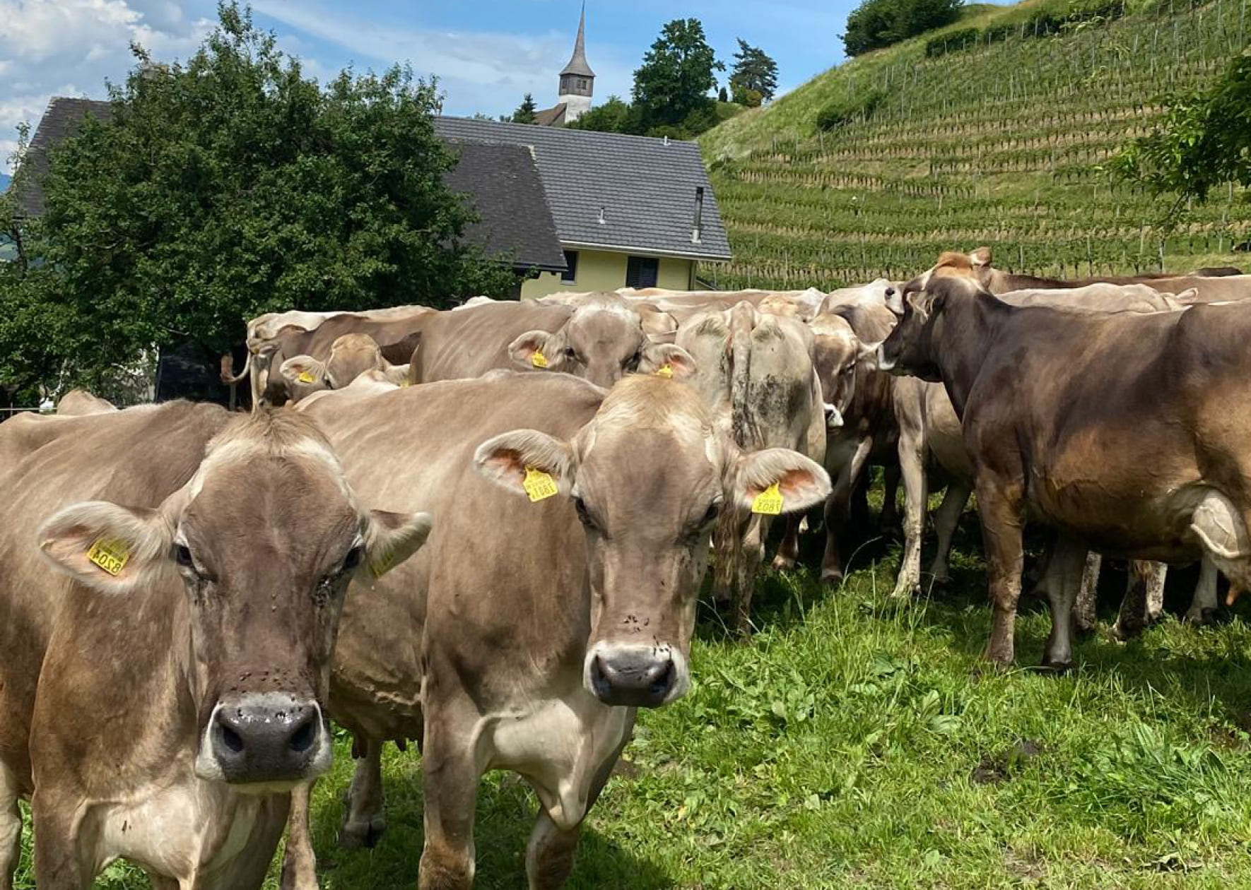 Traditioneller Schweizer Bauernhof